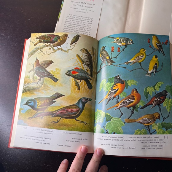 Vintage 1st Edition 1965 Book “Familiar Garden Birds of America”, Bird Watching - Picture 8 of 9